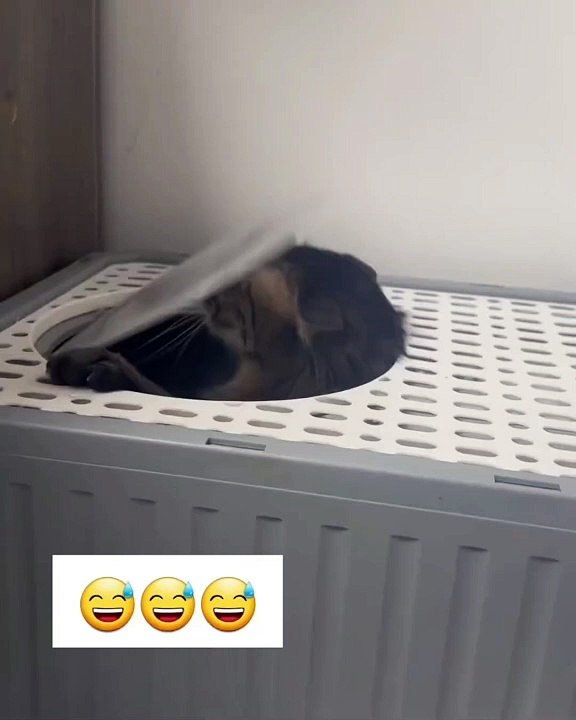 Lovely pets 