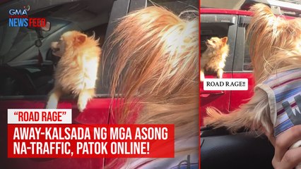 Download Video: “ROAD RAGE” — Away-kalsada ng mga asong na-traffic, patok online! | GMA Integrated Newsfeed