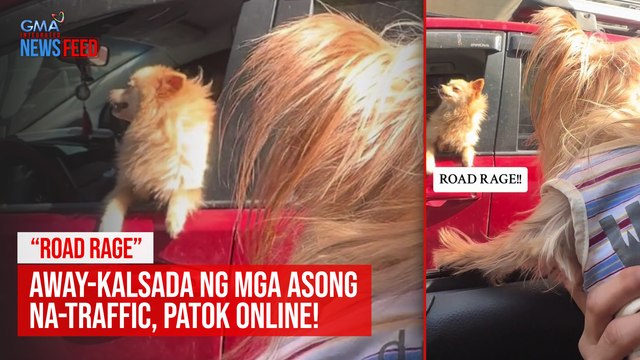 “ROAD RAGE” — Away-kalsada ng mga asong na-traffic, patok online! | GMA Integrated Newsfeed