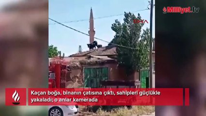 Yer: Konya! Gören inanamadı! Uçan boğa herkesi şoke etti