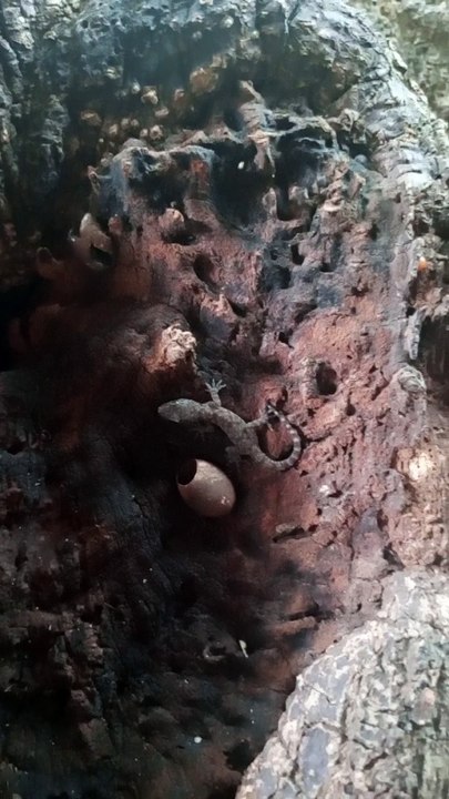 BUTIKI LIZARD GECKO 