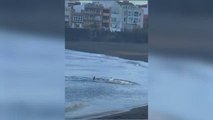 Un tiburón siembra el pánico en una playa de Canarias y obliga a cerrarse al baño