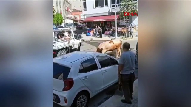 Büyükçekmece'de kaçan kurbanlık boğa paniğe neden oldu