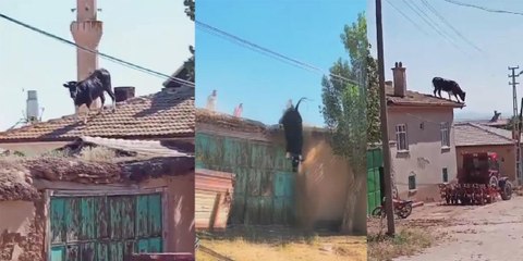 Kaçan boğa, binanın çatısına çıktı, sahipleri güçlükle yakaladı; o anlar kamerada