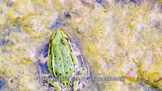 Just Amazing ! - Frogs Do Not Drink Water ! Never Have !