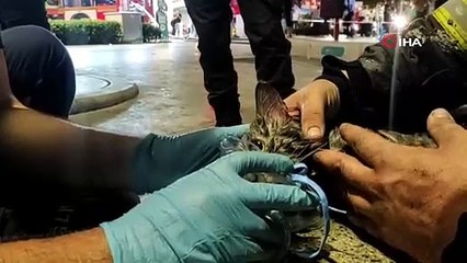 Fırında yangın çıktı: Dumandan etkilenen kedi hayata tutundu