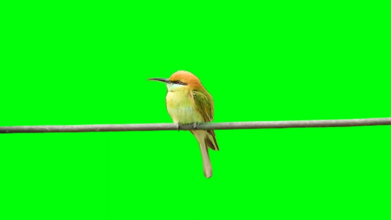Bird setting on Tree Branch Green Screen Background video Footage