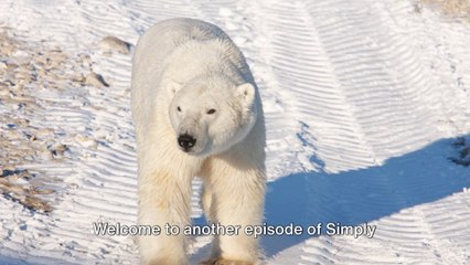 Polar Bears - "Their Fur Is Not White At All ! Here's The Amazing Truth !"