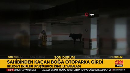 Sahibinden kaçan boğa otoparka girdi!