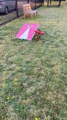 Puppy Struggles to Escape From Dog Park Due to Pool Noodle on Back