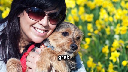 "Why Does Your Dog Do the Zoomies ? " - Unleashing the Fun !