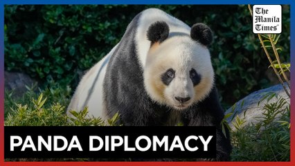 Chinese premier promises more pandas, urges Australia to put aside differences