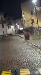 Orso corre nelle vie del centro a Malè (Trento)
