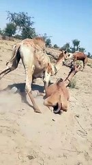 Amazing Camels of Desert