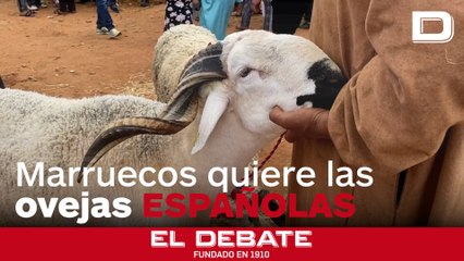 Pelotazo en Marruecos de las ovejas españolas: accede a importar 600.000 para reducir los precios en la Fiesta del Cordero