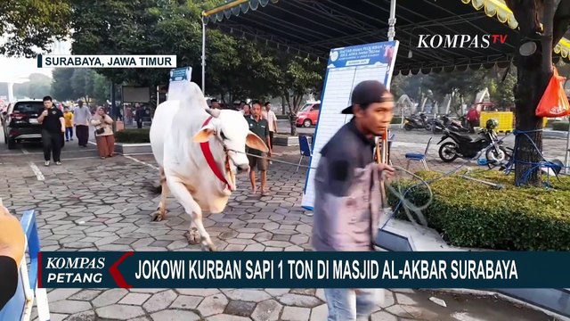 Sapi Kurban Seberat 1 Ton Milik Jokowi Tiba di Surabaya, SBY Beli 2 Ekor Sapi di Ponorogo