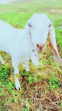 Eid UL Adha | Bakra Eid Mubarak ❤️