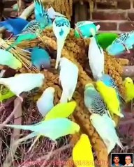 பறவைகளுக்கும் டிஎம்எஸ் ஐயா பாடியிருக்கிறார் SINGAPORE TMS FANS M.THIRAVIDA SELVAN SINGAPORE