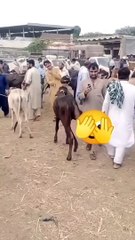 Cow_Mandi_Funny_Video_Eid_ul_Adha_#eiduladha_#funny_#eid_#eidmubarak_#eid2024_#bakra__#cow_#camel(720p)