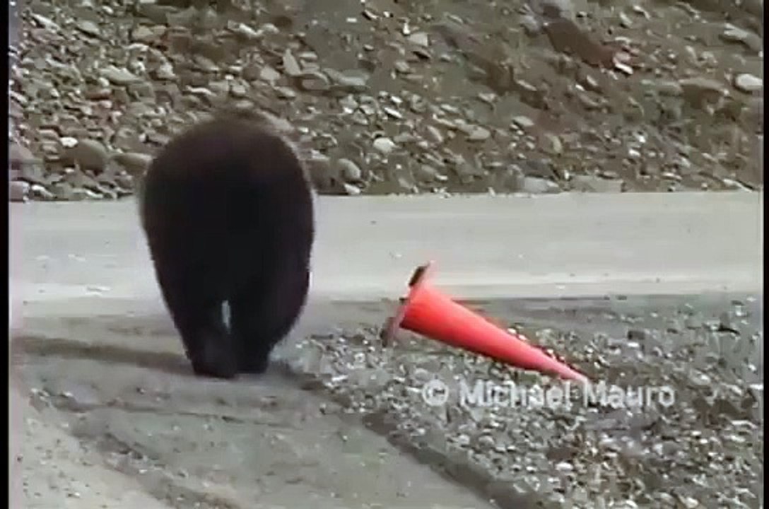 Just a bear being a good citizen
