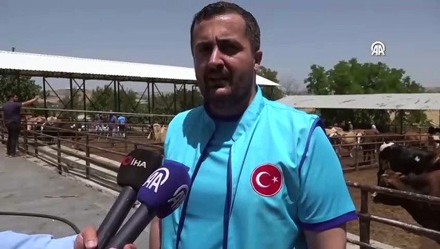 Diyarbakır'da 720 kurbanın eti ihtiyaç sahiplerine ulaştırılacak - Tigris Haber
