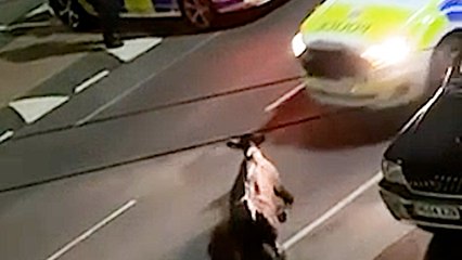 New unseen footage of police ramming cow shows full extent of horror in Staines