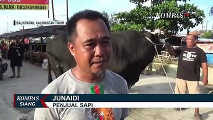 Sapi Berbadan Super Besar dan Tinggi dengan Berat 1 Ton Ini Jadi Tontonan Warga