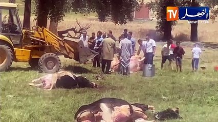 سطيف .. نحر ما يقارب 23 راس من الأبقار بدوار اولاد يعيش في عملية اشتراك كبيرة لأضحية العيد