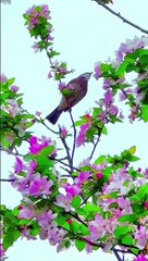 صلوا على النبي beautiful video