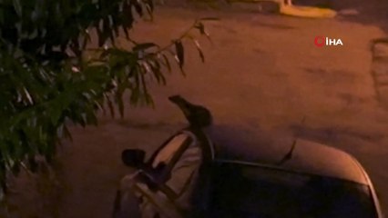 Nesli tükenme tehlikesinde olan sansar sokakta yemek ararken görüntülendi