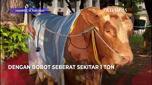 Presiden dan Wakil Presiden Serahkan Sapi Kurban Seberat 1 Ton ke Masjid Istiqlal
