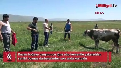 Kaçan boğaya uyuşturucu iğne atıp kementle yakaladılar, sahibi boynuz darbelerinden son anda kurtuldu