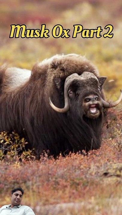 Kasturi bail gandh | some line about musk ox in hindi muskox (part2)