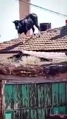 Konya'da kaçan boğa çatıya çıktı