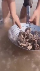 So Many Crabs in Just a Handful of Beach Sand!