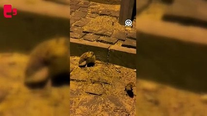 Yiyecek arayan kirpi görüntülendi