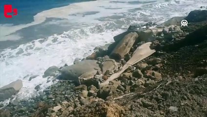 Denize kaçan boğayı itfaiye ekipleri yakaladı