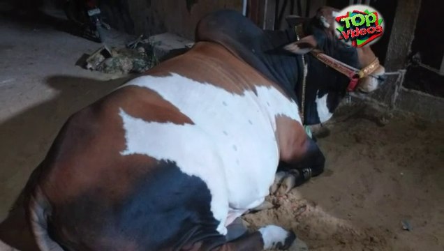 Qurbani | big show |eid ul adha | eid mubarak | Karachi cowandi | karachi cattle