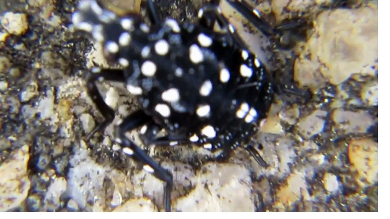 THIS DOTTED BEETLE HAS WORLDS BEST CAMOFLAUGE -NEW DISCOVERY