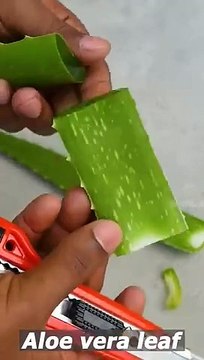 Growing Aloe Vera tree from leaf cuttings