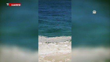 Zonguldak'ta denize kaçan boğayı itfaiye ekipleri yakaladı