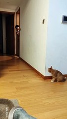 Cat Time  #cat #cats #catshorts #catvideos #catlovers #catlover #catsofinstagram #usa #usacat