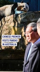 Chinese premier visits pandas in Australia
