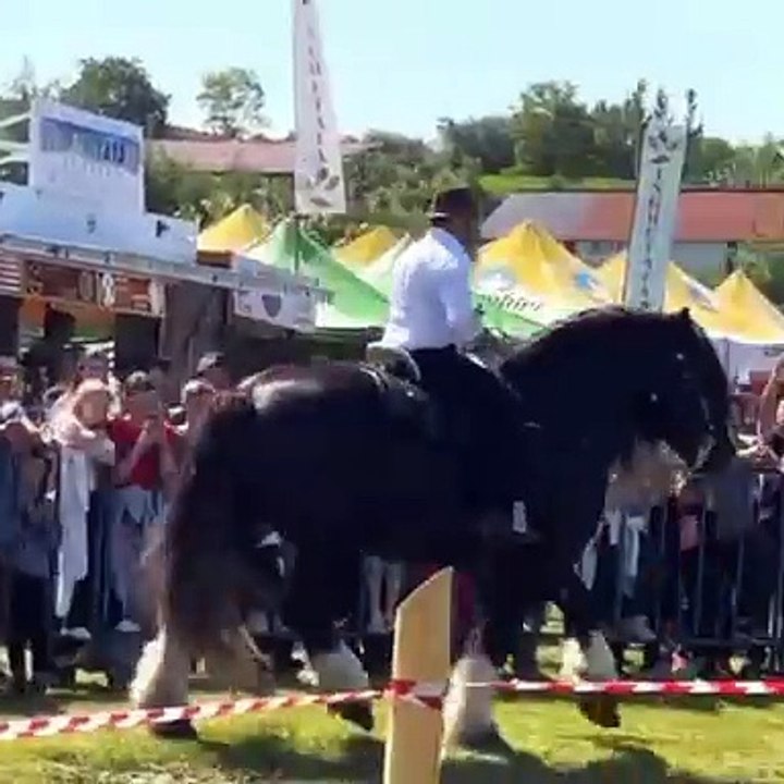 black horse finance, international horse, international horse racing, intense horse racing