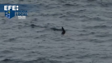 Cierra al baño la playa de Melenara (Gran Canaria) por la presencia de un tiburón