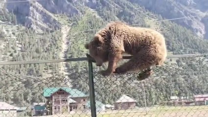 Brown bear looking for food falls asleep on top of fence after getting stuck