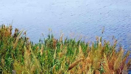 Nỗi buồn chim sáo - Đynh Trầm Ca, Huỳnh Ngọc Đông