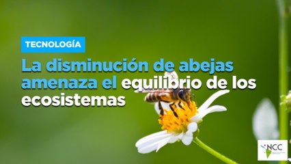 La disminución de abejas amenaza el equilibrio de los ecosistemas