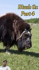 musk ox attractive animal | some line about musk ox smell in hindi (part 4)