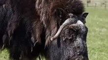 musk ox attractive animal | some line about musk ox smell in hindi (part 4)